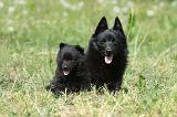 SCHIPPERKE 611